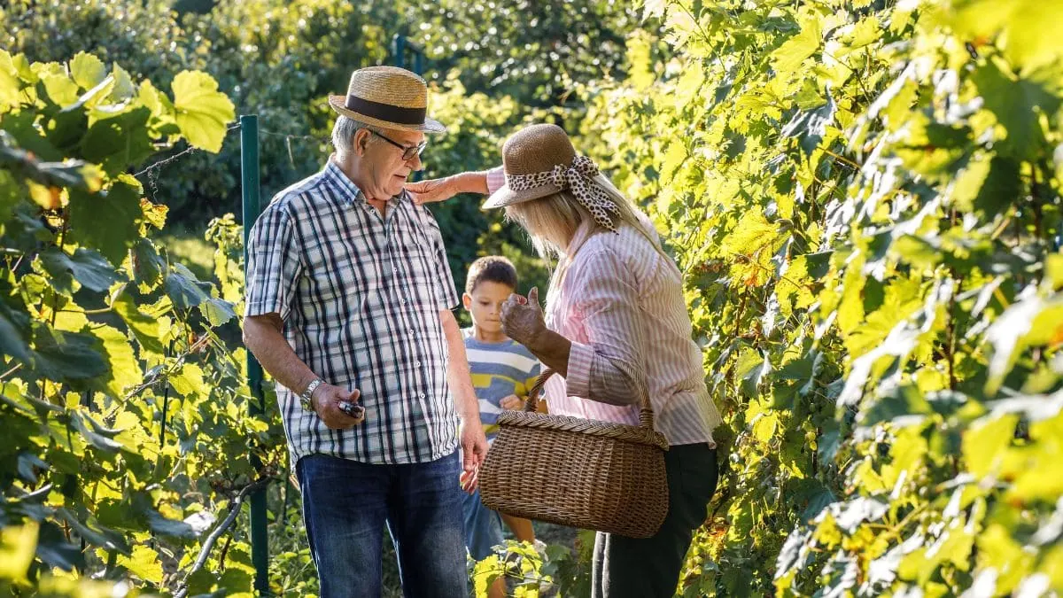 Unos abuelos y su nieto pasean juntos por un viñedo, cuánto cuesta el seguro de decesos en Canovelles